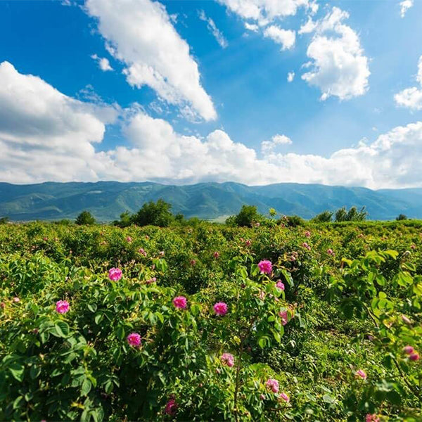 ブルガリアワインの産地、ローズ・バレー地域(バラの谷)とは？